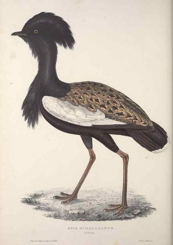 Reproducción/Reproduction 9240074298: A century of birds from the Himalaya Mountains.. London,1831.