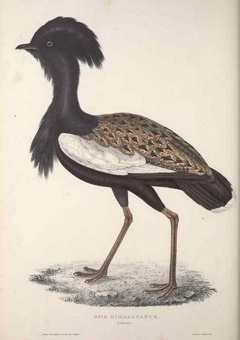 Reproducción/Reproduction 9240074298: A century of birds from the Himalaya Mountains.. London,1831.