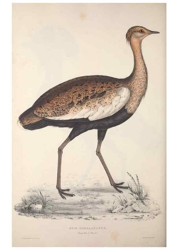 Reproducción/Reproduction 9240076152: A century of birds from the Himalaya Mountains.. London,1831.
