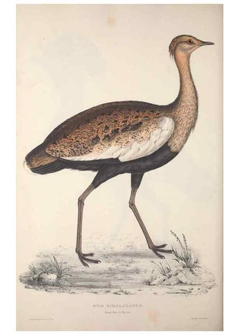 Reproducción/Reproduction 9240076152: A century of birds from the Himalaya Mountains.. London,1831.