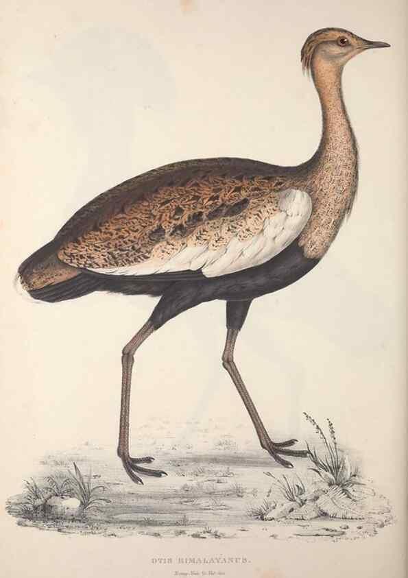 Reproducción/Reproduction 9240076152: A century of birds from the Himalaya Mountains.. London,1831.