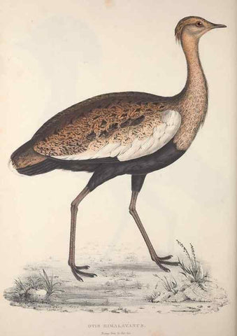Reproducción/Reproduction 9240076152: A century of birds from the Himalaya Mountains.. London,1831.