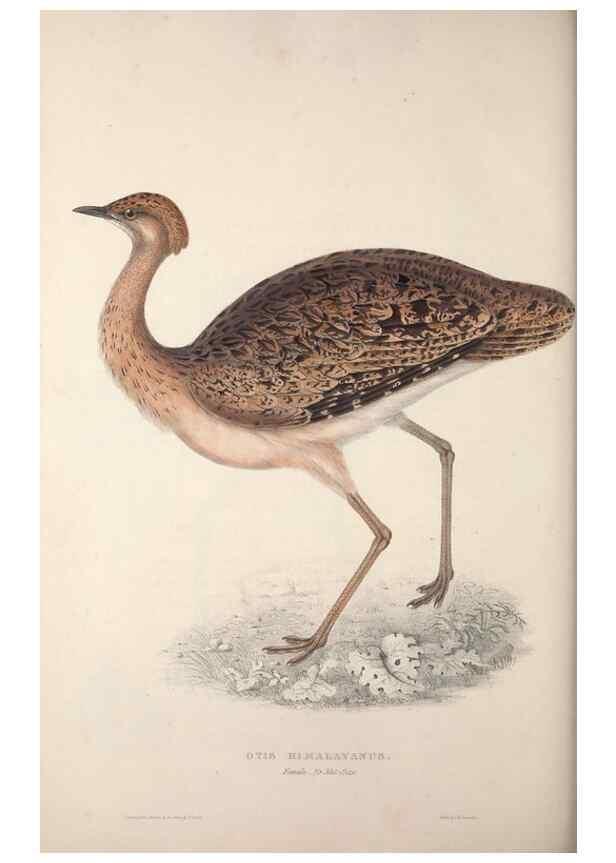 Reproducción/Reproduction 9240077684: A century of birds from the Himalaya Mountains.. London,1831.