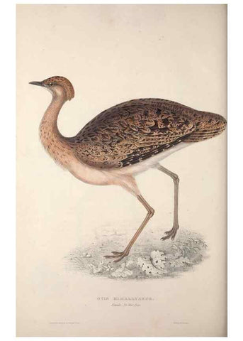Reproducción/Reproduction 9240077684: A century of birds from the Himalaya Mountains.. London,1831.