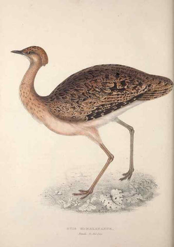 Reproducción/Reproduction 9240077684: A century of birds from the Himalaya Mountains.. London,1831.