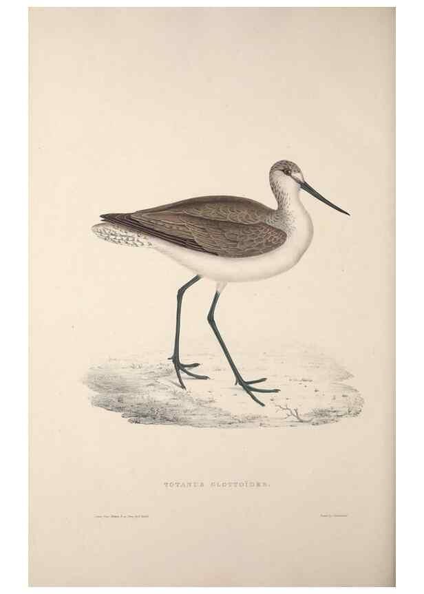 Reproducción/Reproduction 9240078916: A century of birds from the Himalaya Mountains.. London,1831.
