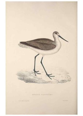 Reproducción/Reproduction 9240078916: A century of birds from the Himalaya Mountains.. London,1831.