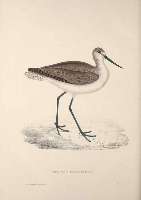 Reproducción/Reproduction 9240078916: A century of birds from the Himalaya Mountains.. London,1831.