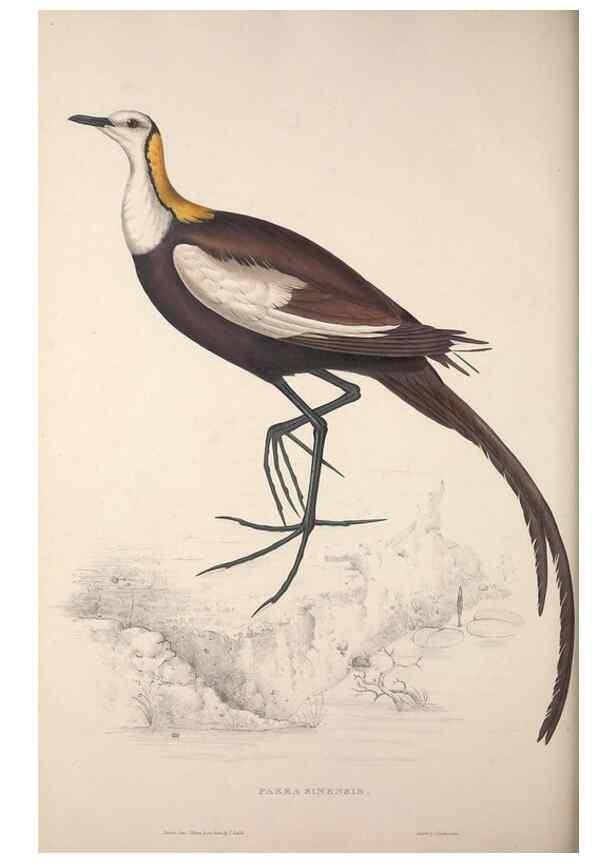 Reproducción/Reproduction 9240080532: A century of birds from the Himalaya Mountains.. London,1831.