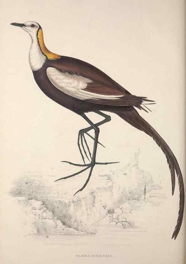 Reproducción/Reproduction 9240080532: A century of birds from the Himalaya Mountains.. London,1831.