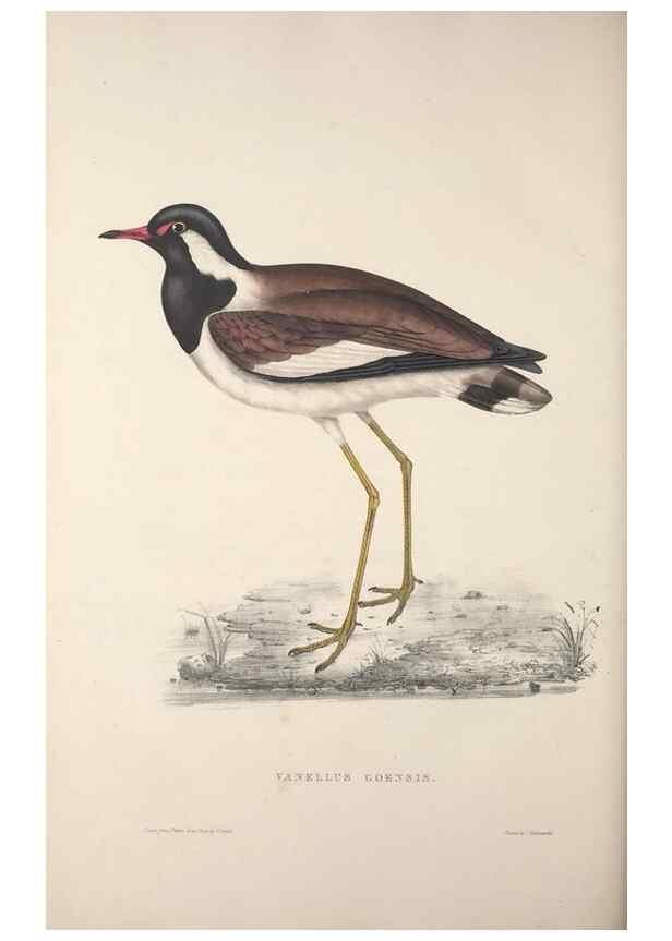 Reproducción/Reproduction 9237302527: A century of birds from the Himalaya Mountains.. London,1831.