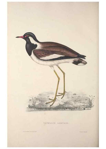 Reproducción/Reproduction 9237302527: A century of birds from the Himalaya Mountains.. London,1831.