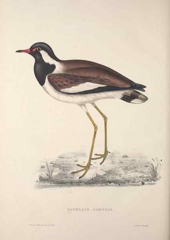 Reproducción/Reproduction 9237302527: A century of birds from the Himalaya Mountains.. London,1831.