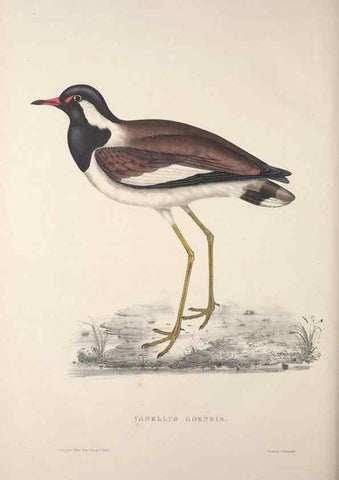 Reproducción/Reproduction 9237302527: A century of birds from the Himalaya Mountains.. London,1831.