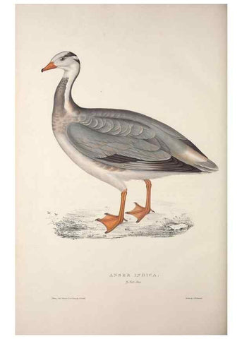Reproducción/Reproduction 9240085888: A century of birds from the Himalaya Mountains.. London,1831.