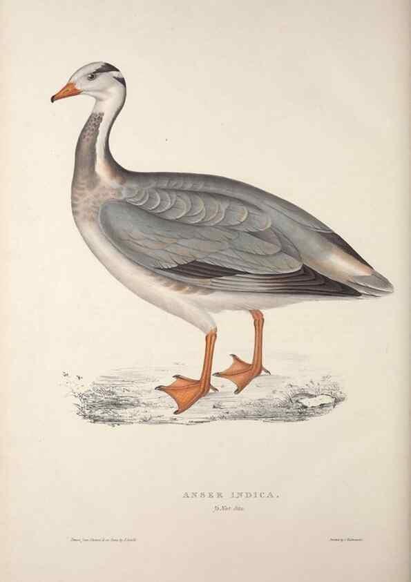 Reproducción/Reproduction 9240085888: A century of birds from the Himalaya Mountains.. London,1831.