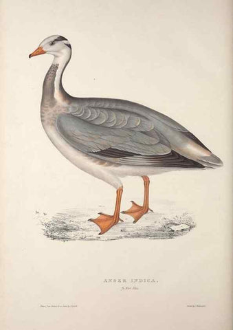 Reproducción/Reproduction 9240085888: A century of birds from the Himalaya Mountains.. London,1831.