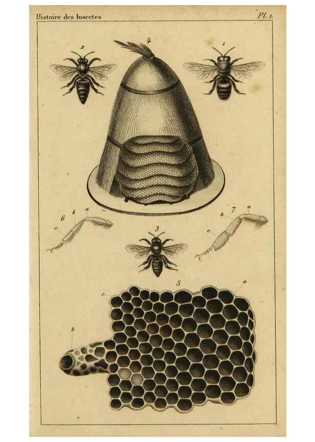 Reproducción/Reproduction 9240497826: Histoire des insectes,. Paris,Firmin Didot frères,1845.