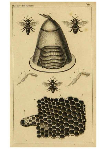 Reproducción/Reproduction 9240497826: Histoire des insectes,. Paris,Firmin Didot frères,1845.