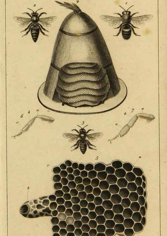 Reproducción/Reproduction 9240497826: Histoire des insectes,. Paris,Firmin Didot frères,1845.