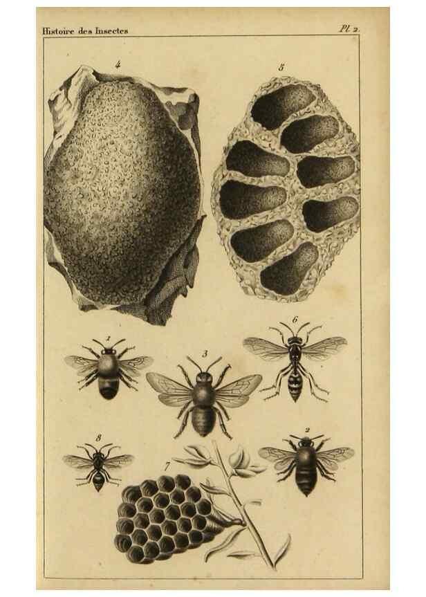 Reproducción/Reproduction 9240498848: Histoire des insectes,. Paris,Firmin Didot frères,1845.