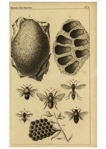 Reproducción/Reproduction 9240498848: Histoire des insectes,. Paris,Firmin Didot frères,1845.