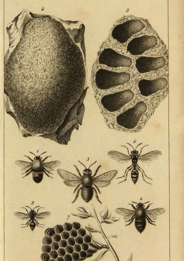 Reproducción/Reproduction 9240498848: Histoire des insectes,. Paris,Firmin Didot frères,1845.