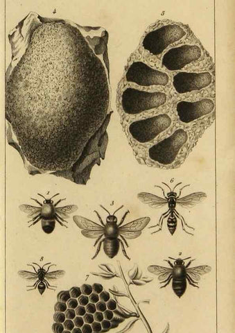 Reproducción/Reproduction 9240498848: Histoire des insectes,. Paris,Firmin Didot frères,1845.