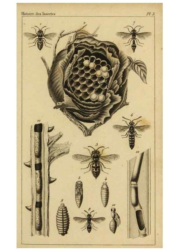 Reproducción/Reproduction 9237720829: Histoire des insectes,. Paris,Firmin Didot frères,1845.