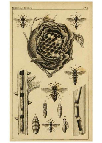 Reproducción/Reproduction 9237720829: Histoire des insectes,. Paris,Firmin Didot frères,1845.