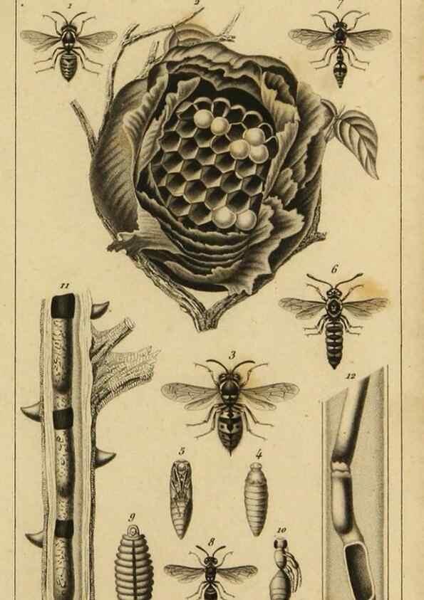Reproducción/Reproduction 9237720829: Histoire des insectes,. Paris,Firmin Didot frères,1845.