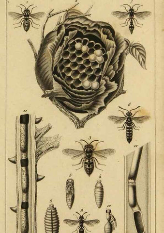 Reproducción/Reproduction 9237720829: Histoire des insectes,. Paris,Firmin Didot frères,1845.