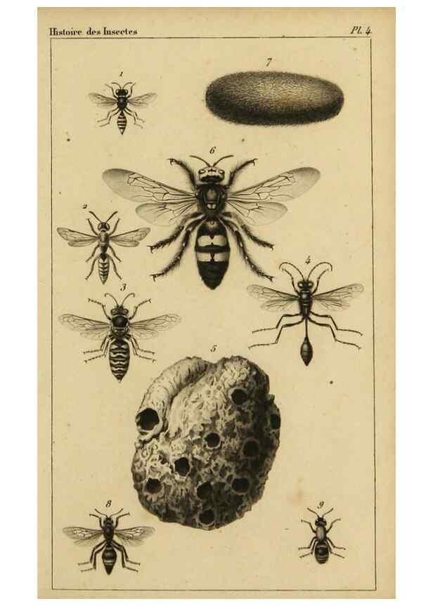 Reproducción/Reproduction 9240501034: Histoire des insectes,. Paris,Firmin Didot frères,1845.