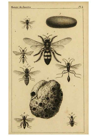Reproducción/Reproduction 9240501034: Histoire des insectes,. Paris,Firmin Didot frères,1845.