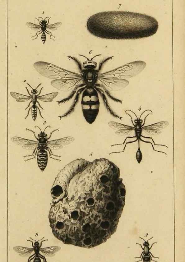 Reproducción/Reproduction 9240501034: Histoire des insectes,. Paris,Firmin Didot frères,1845.