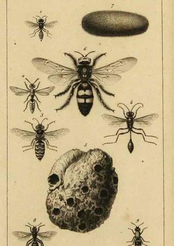 Reproducción/Reproduction 9240501034: Histoire des insectes,. Paris,Firmin Didot frères,1845.