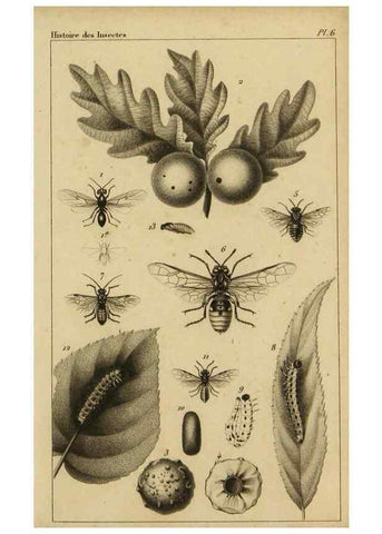 Reproducción/Reproduction 9240503190: Histoire des insectes,. Paris,Firmin Didot frères,1845.