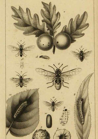 Reproducción/Reproduction 9240503190: Histoire des insectes,. Paris,Firmin Didot frères,1845.