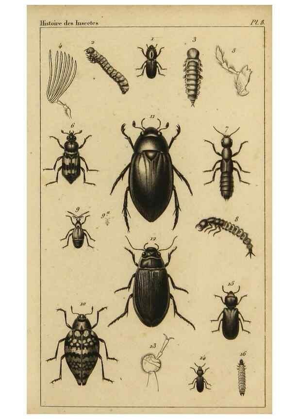 Reproducción/Reproduction 9240505252: Histoire des insectes,. Paris,Firmin Didot frères,1845.