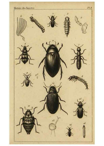 Reproducción/Reproduction 9240505252: Histoire des insectes,. Paris,Firmin Didot frères,1845.