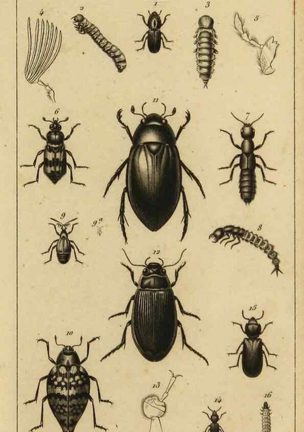 Reproducción/Reproduction 9240505252: Histoire des insectes,. Paris,Firmin Didot frères,1845.