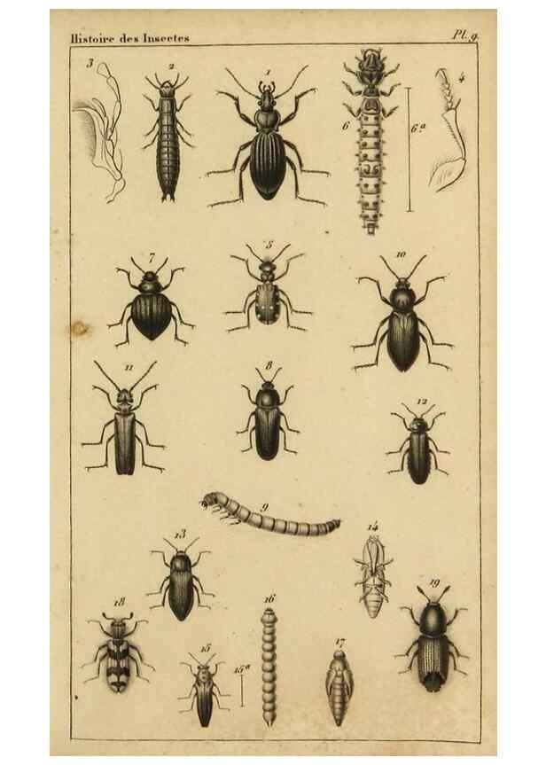 Reproducción/Reproduction 9237727055: Histoire des insectes,. Paris,Firmin Didot frères,1845.
