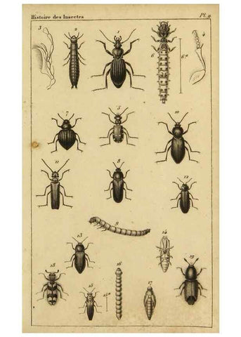 Reproducción/Reproduction 9237727055: Histoire des insectes,. Paris,Firmin Didot frères,1845.