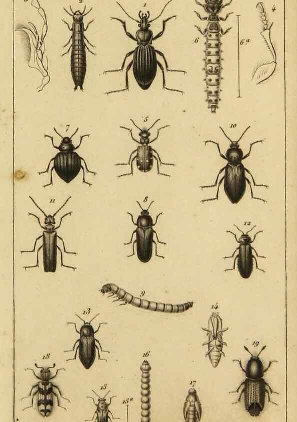 Reproducción/Reproduction 9237727055: Histoire des insectes,. Paris,Firmin Didot frères,1845.