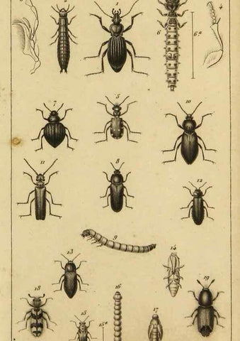 Reproducción/Reproduction 9237727055: Histoire des insectes,. Paris,Firmin Didot frères,1845.