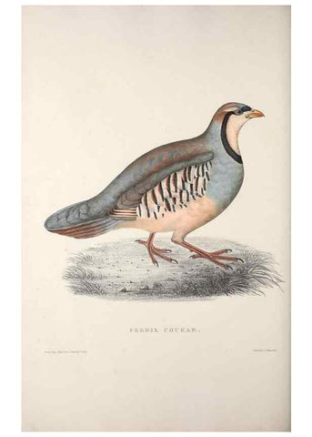 Reproducción/Reproduction 9240071348: A century of birds from the Himalaya Mountains.. London,1831.