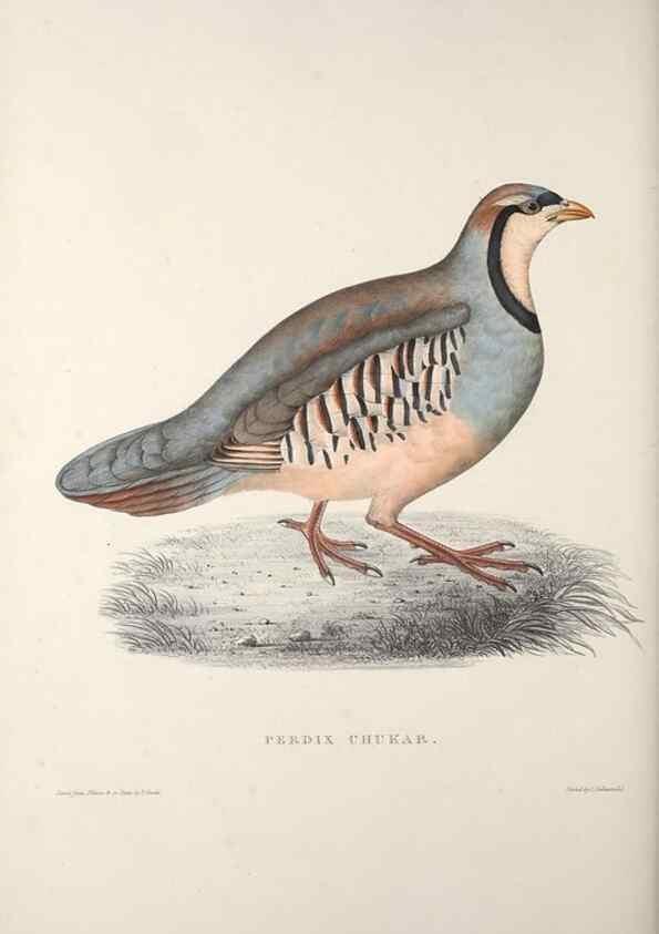 Reproducción/Reproduction 9240071348: A century of birds from the Himalaya Mountains.. London,1831.