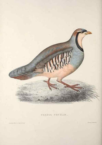 Reproducción/Reproduction 9240071348: A century of birds from the Himalaya Mountains.. London,1831.