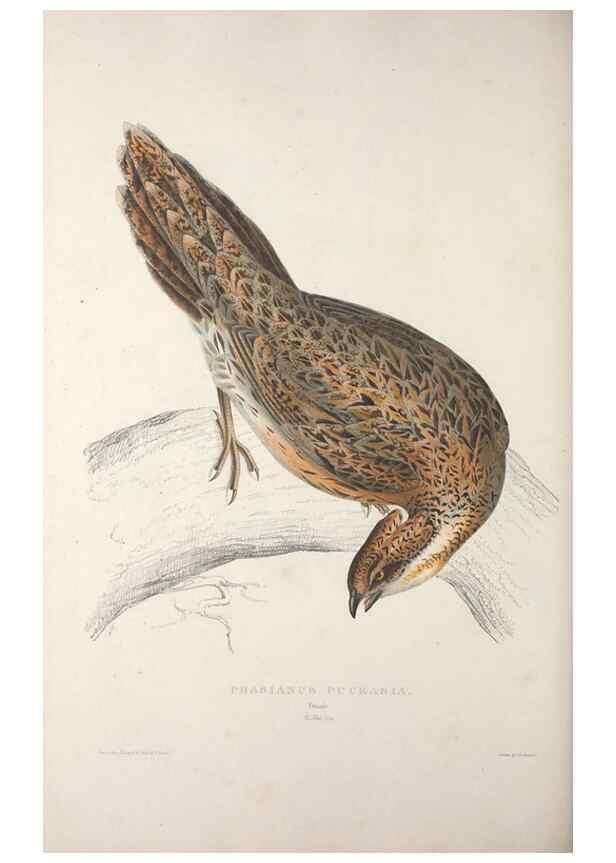 Reproducción/Reproduction 9237289771: A century of birds from the Himalaya Mountains.. London,1831.