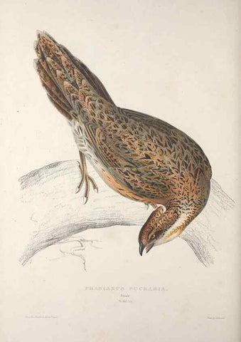 Reproducción/Reproduction 9237289771: A century of birds from the Himalaya Mountains.. London,1831.
